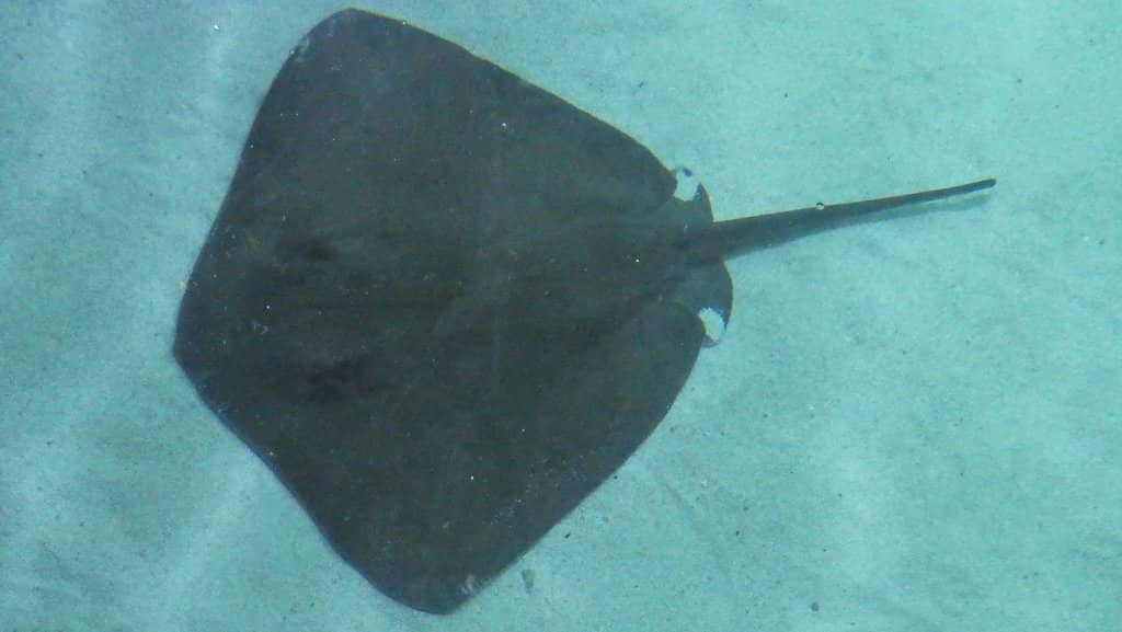 Unique Marine Species