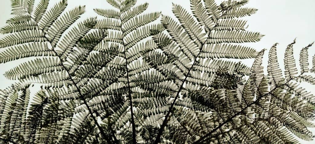 Dormant Volcano Crater