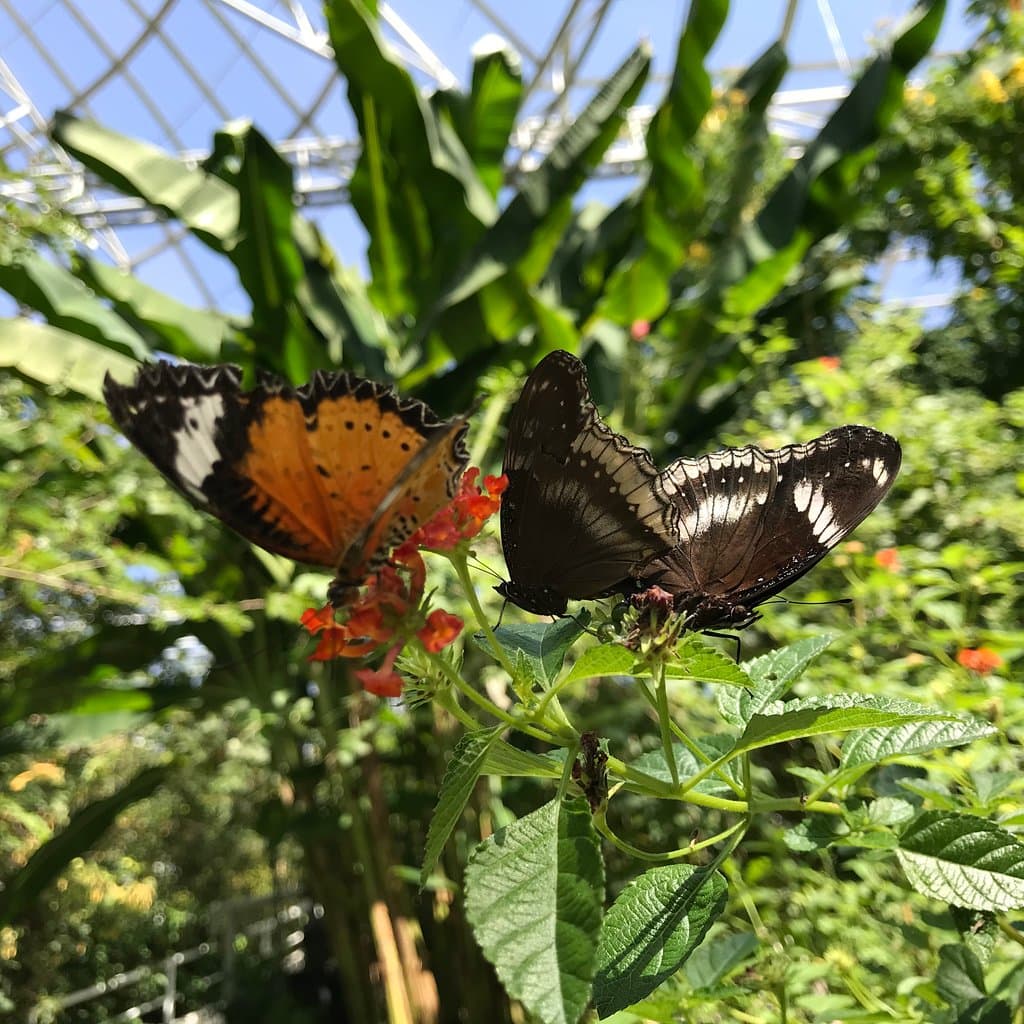 Visit the Bangkok Butterfly Garden and Insectarium
