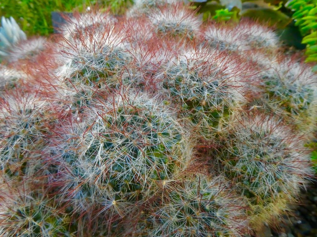 Manito Park's Gardens