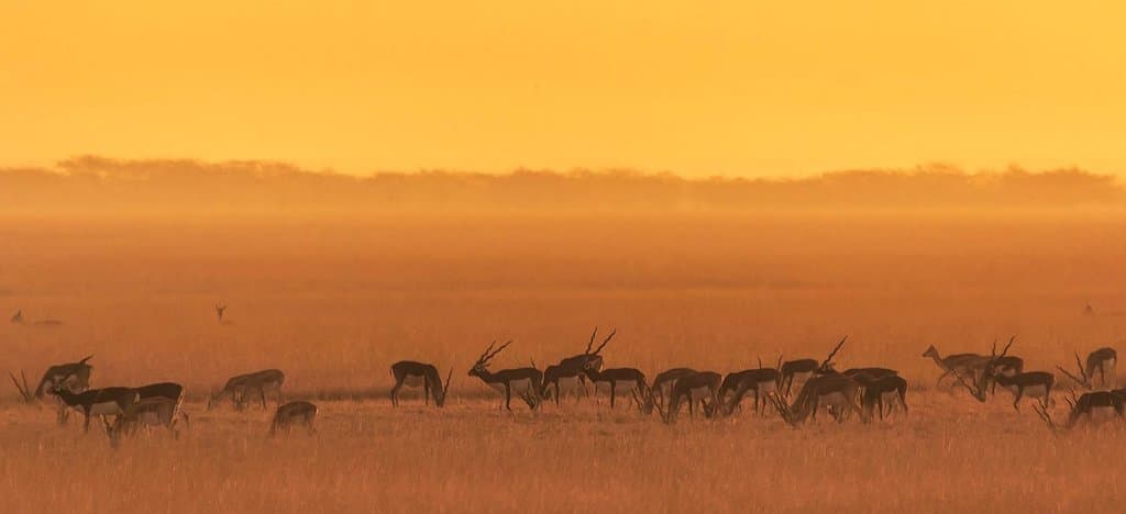 This image is taken from Blackbuck National Park, Velavadar in the morning. On the open plain, the Blackbuck is one of the fastest animals and can outrun most predators over long distances.