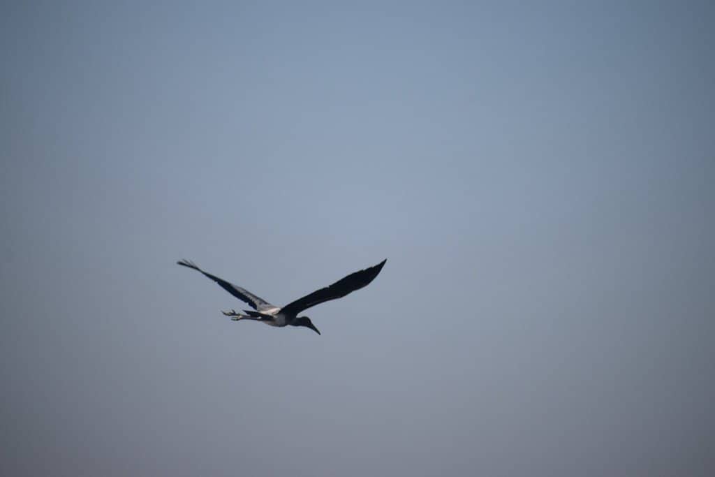 Migratory Bird Spectacle