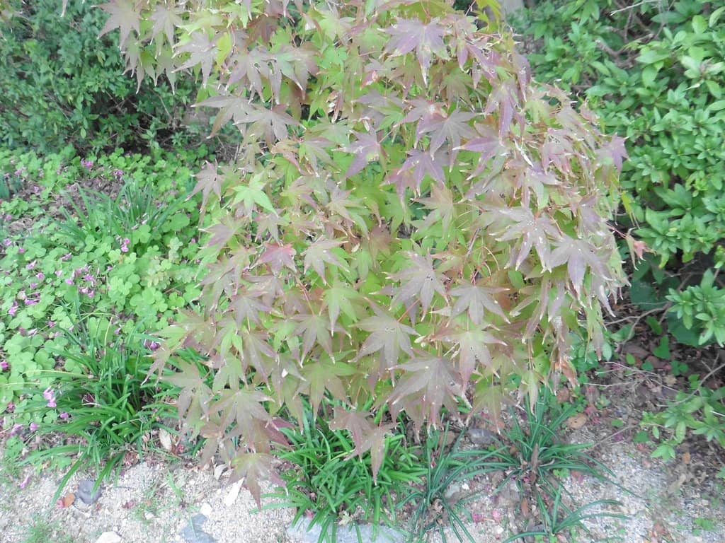 Springtime Floral Spectacle