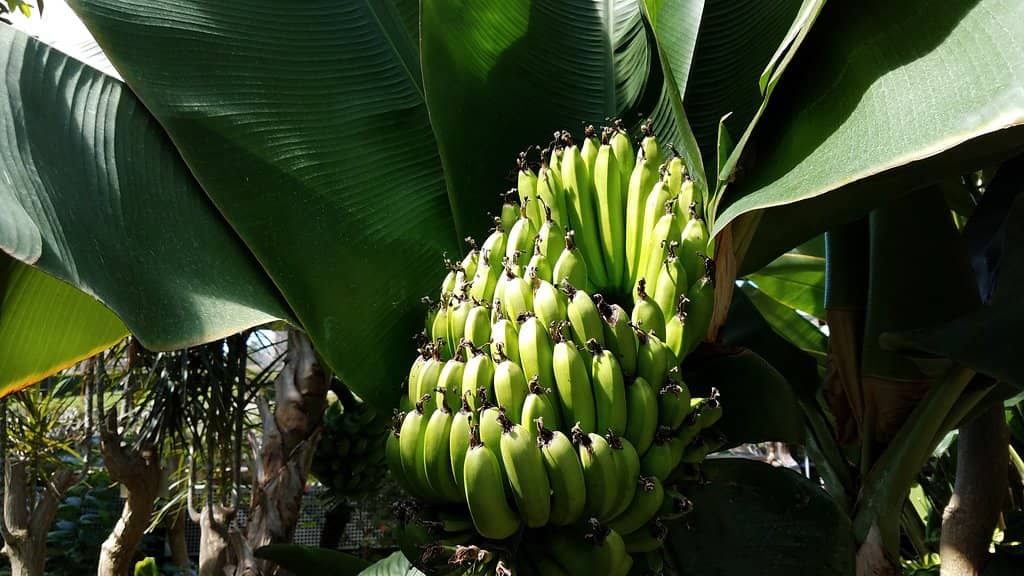 James Scott Memorial Fountain