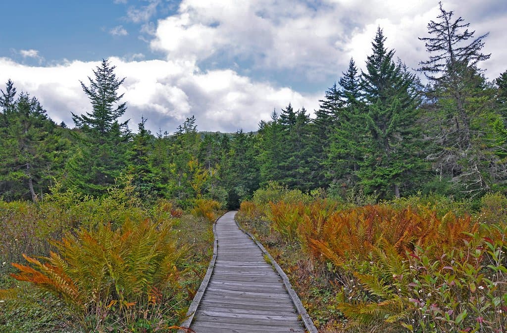 Cranberry Glades Botanical Area boardwalk, Monongahela National Forest, September 7, 2019. (USDA Forest Service photo by Kelly Bridges)