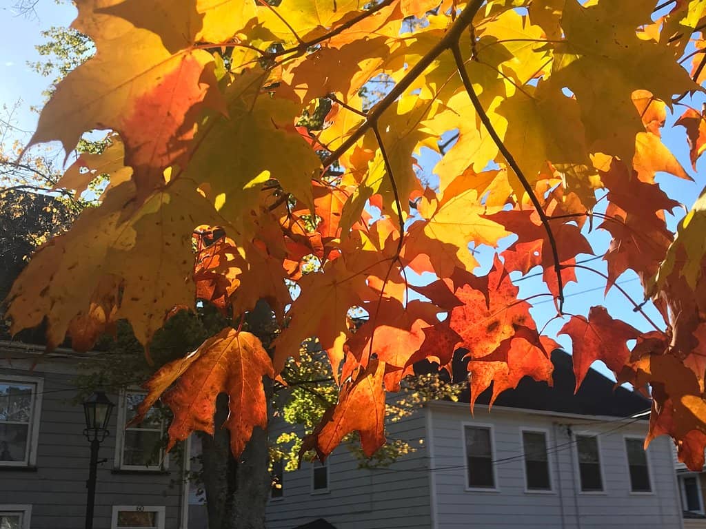 Historical Pony & Trap Rides