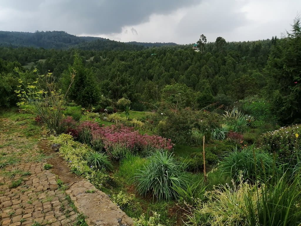 Gullele Botanical Garden, Addis Ababa, June 2019