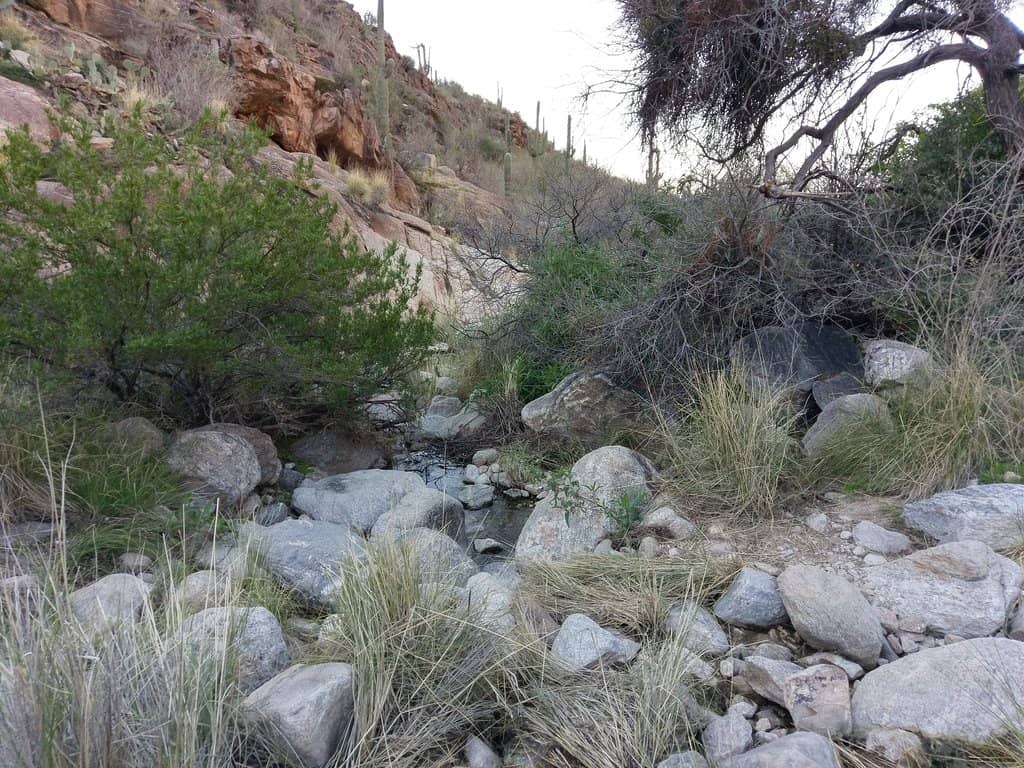 Sonoran Desert Flora