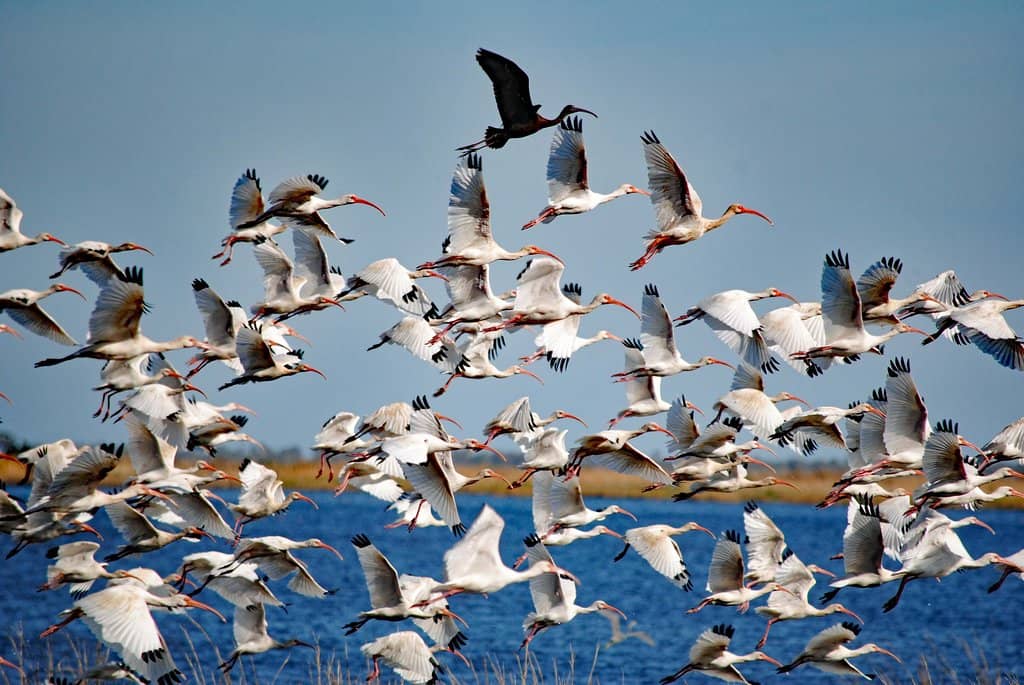 Abundant Wildlife Sightings