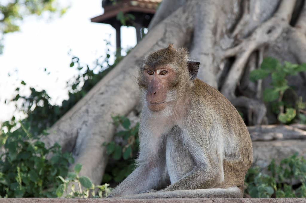 The Famous Monkey Residents