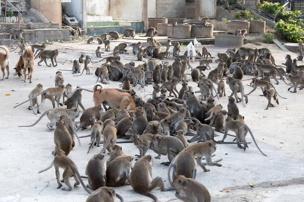 The Majestic Big Buddha
