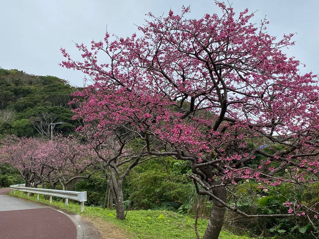 Ryukyu Kanhizakura Blossoms