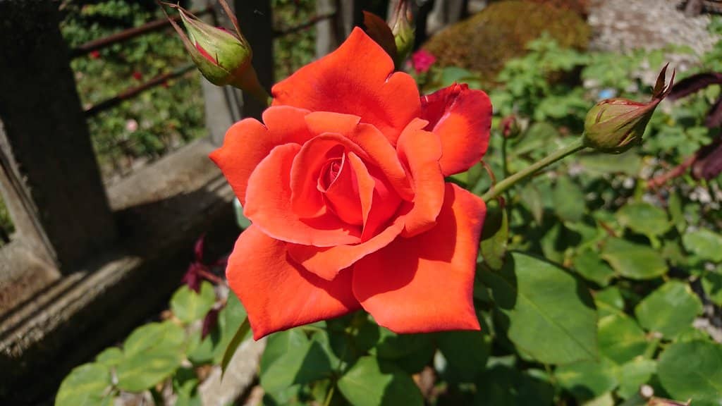 Rose Tunnel