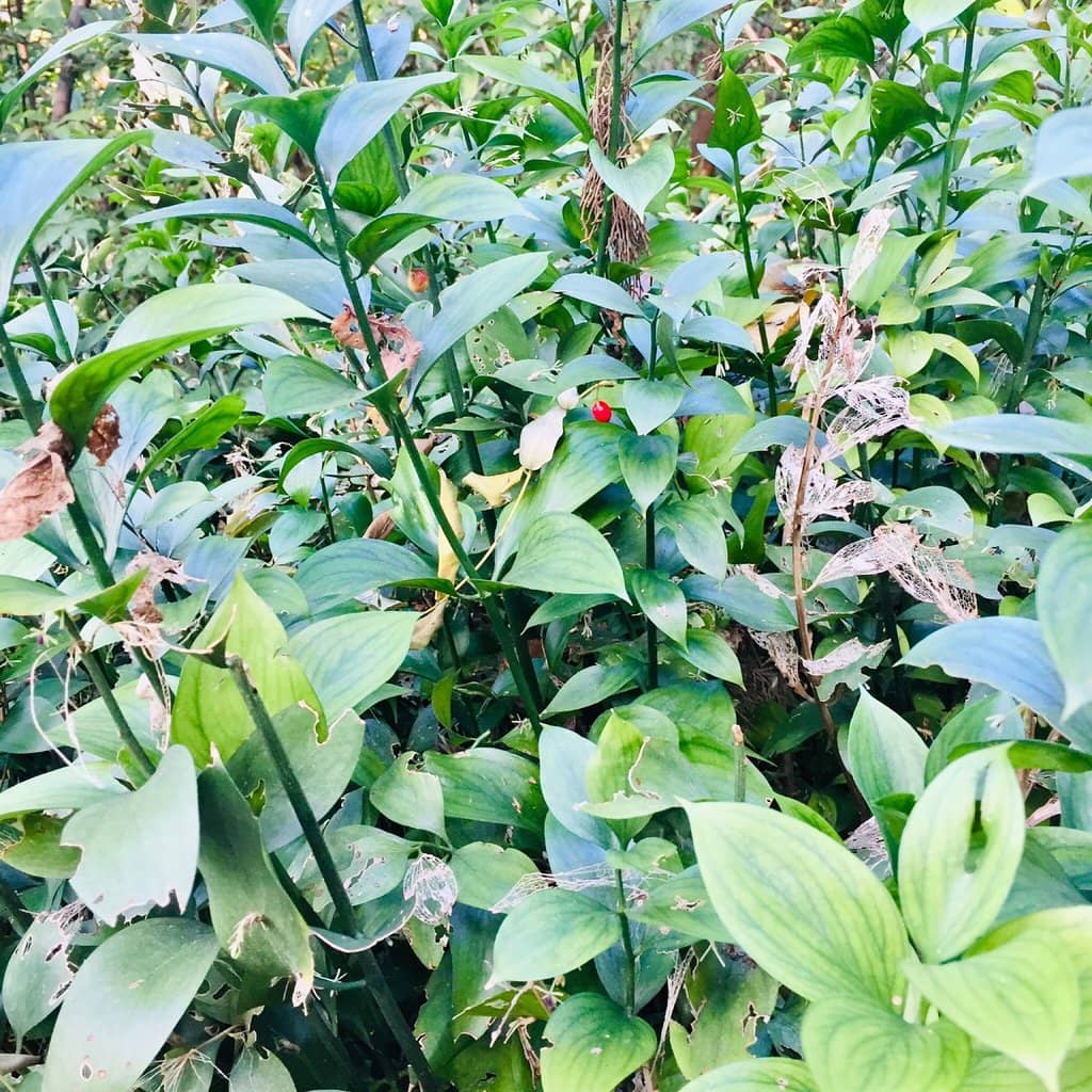The Grand Zappeion Hall