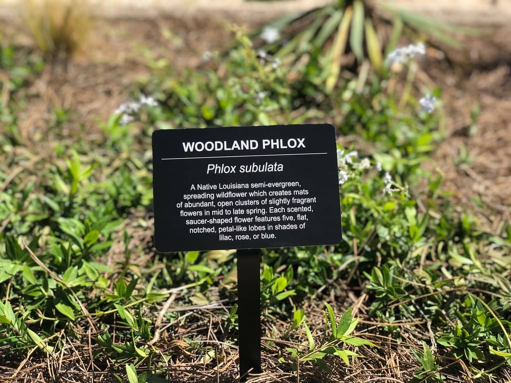 Dragon Boat & Asian Festival