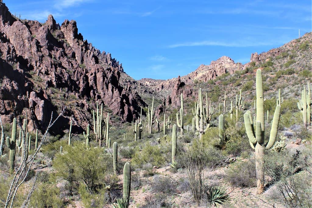 Weaver's Needle