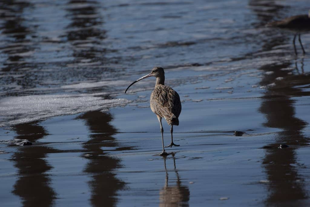 The Cayucos Shipwreck