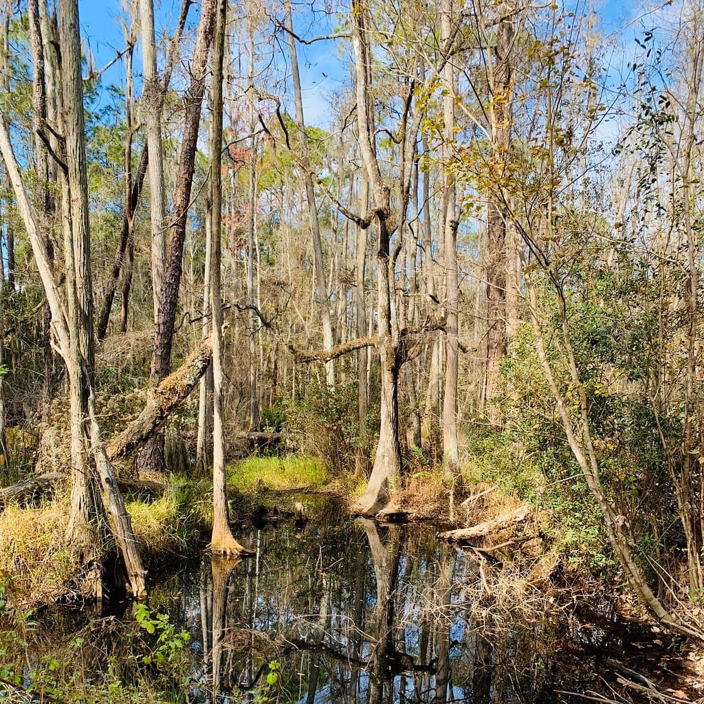 Gator Creek Reserve