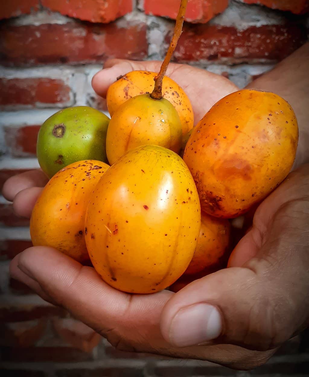 Live Music and Vibrant Atmosphere