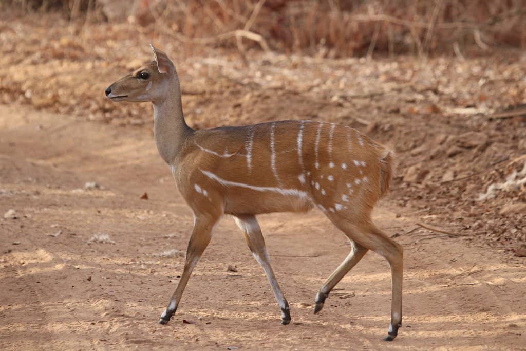 Riverine Wildlife