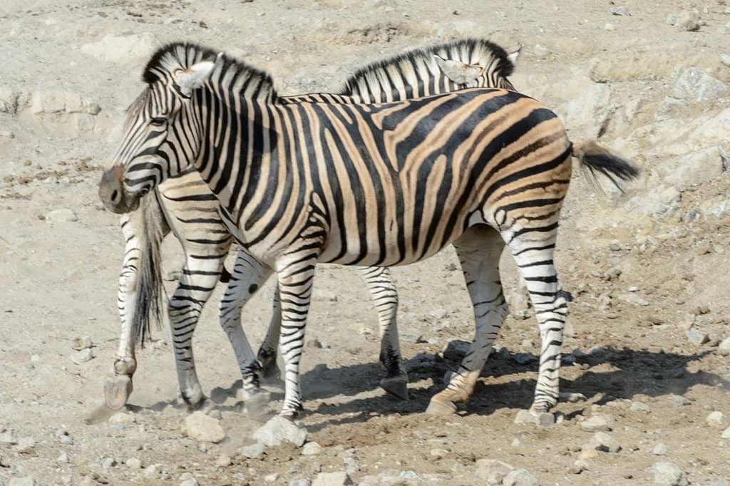 Serengeti Plains