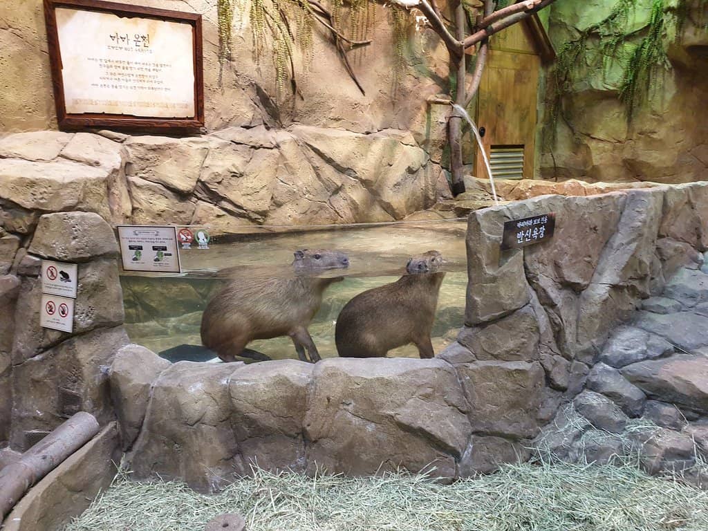 Diverse Animal Encounters