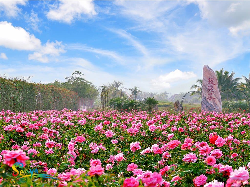 #VisitSanya Yalong Bay International Rose Valley is located in Yalong Bay National Tourism Resort, with an area of 2,755 mu. With the theme of Beautiful and Romantic Love, the valley is a modern urban agriculture tourism industrial park integrating rose flower planting, rose processing, rose display, tourism and leisure vacation. Now there is an ocean of flowers here and the roses are blooming. It’s also a very important place for bridal photography and wedding events.