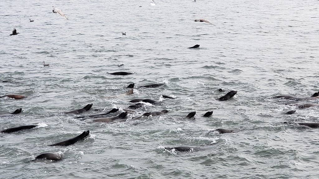 Ocean Views & Lighthouse