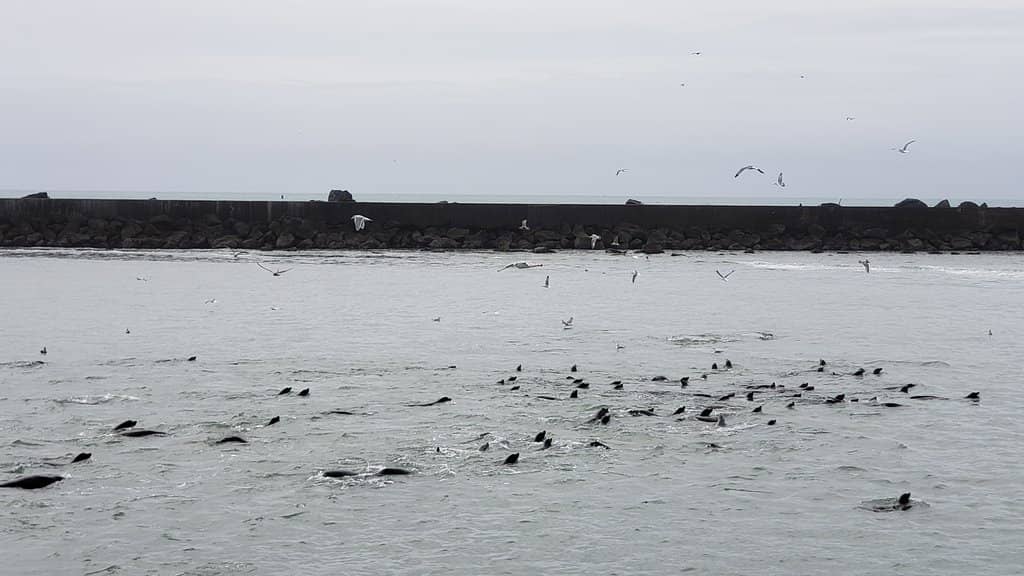 Marine Life Discovery