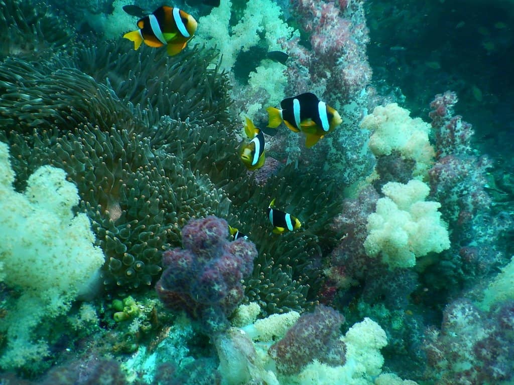 Vibrant Soft Corals