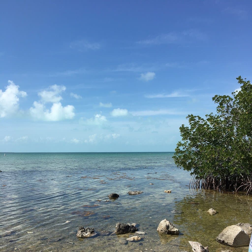 Florida Keys Wild Bird Rehabilitation Center