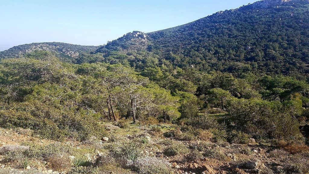 Wildflowers in Bloom