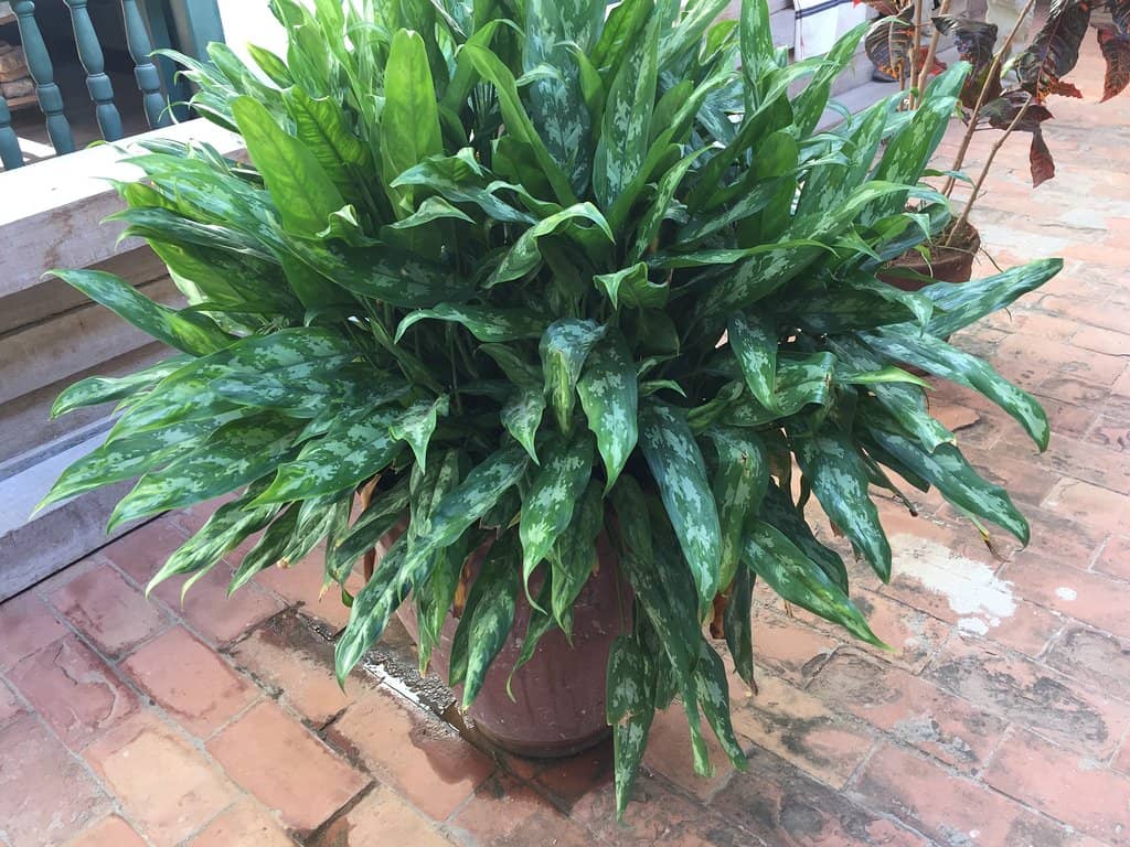 Casa Padrón Architecture