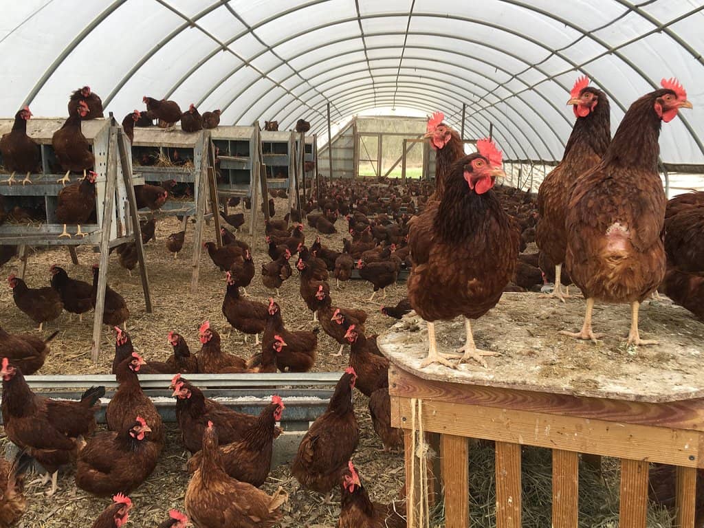 Deep Bedding for Winter Cows