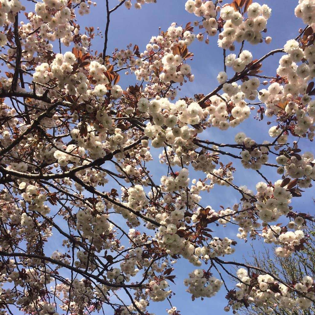 Serene Lakes & Wildlife