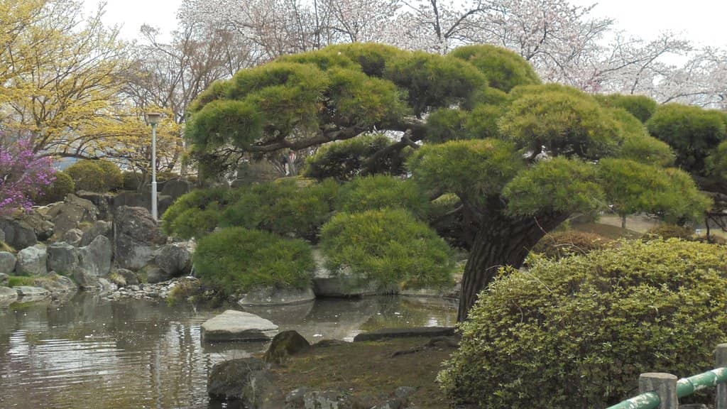 Cherry Blossom Spectacle