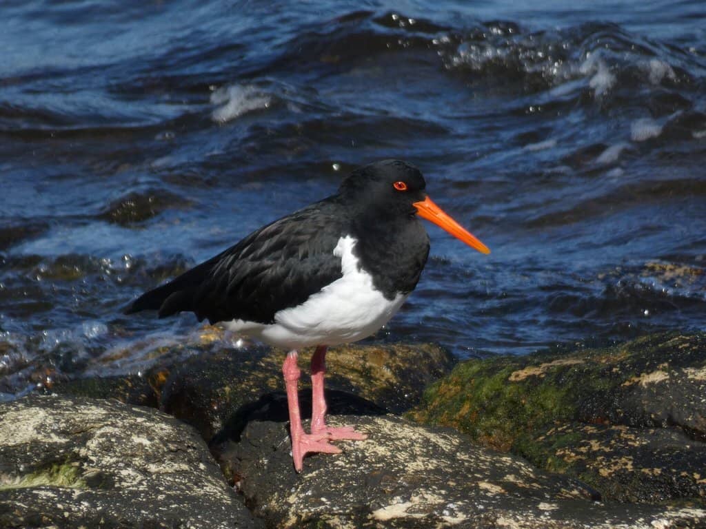 Howrah Point Lookout