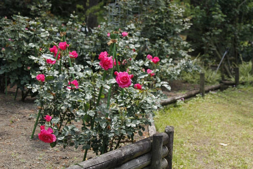 Tropical Greenhouse & Butterfly Garden