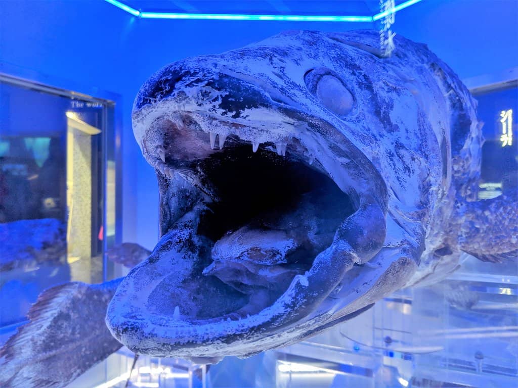 Unique Deep-Sea Invertebrates