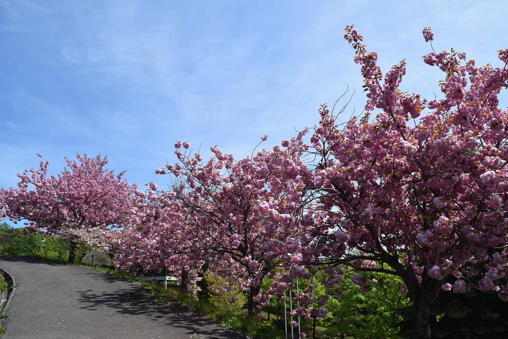 Tranquil Forest Walks