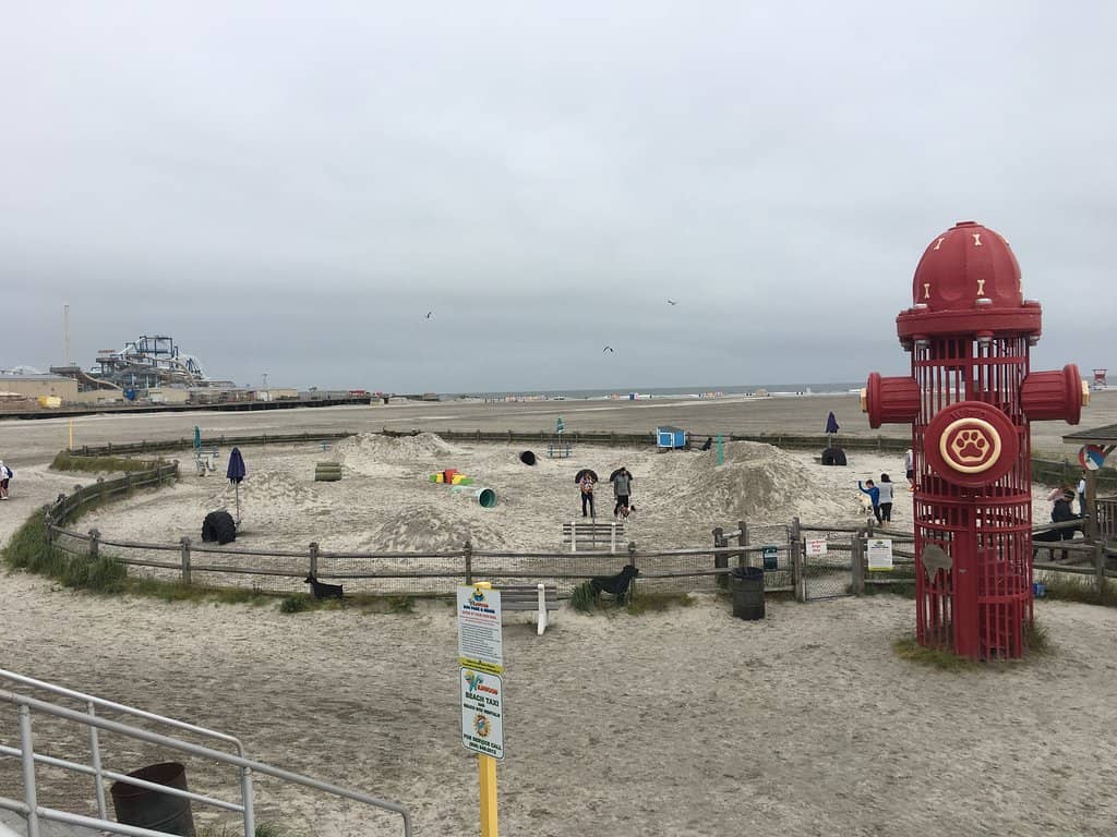 Dedicated Dog Beach