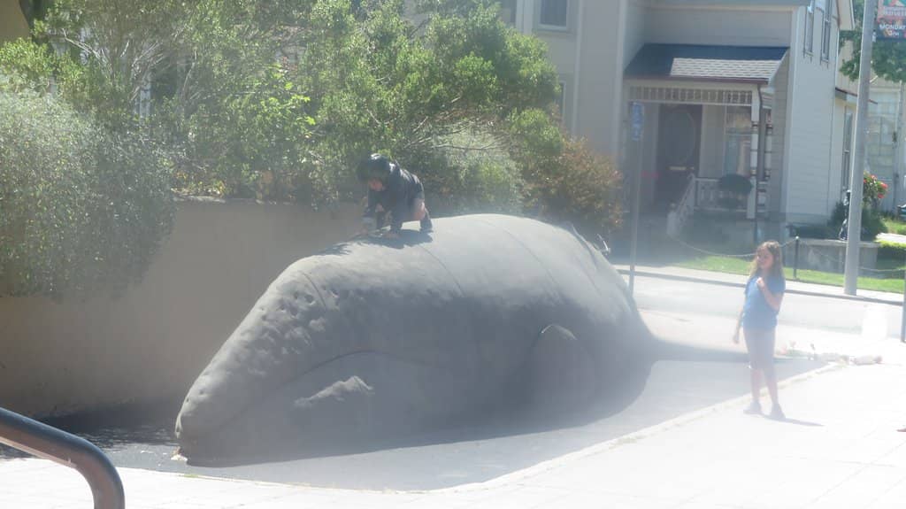 Bird & Wildlife Displays