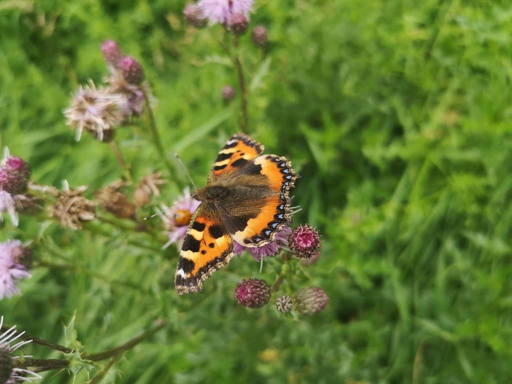 Playground & Exercise Area