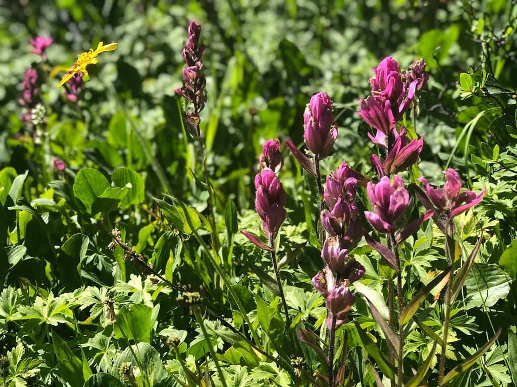 Abundant Marmot Sightings