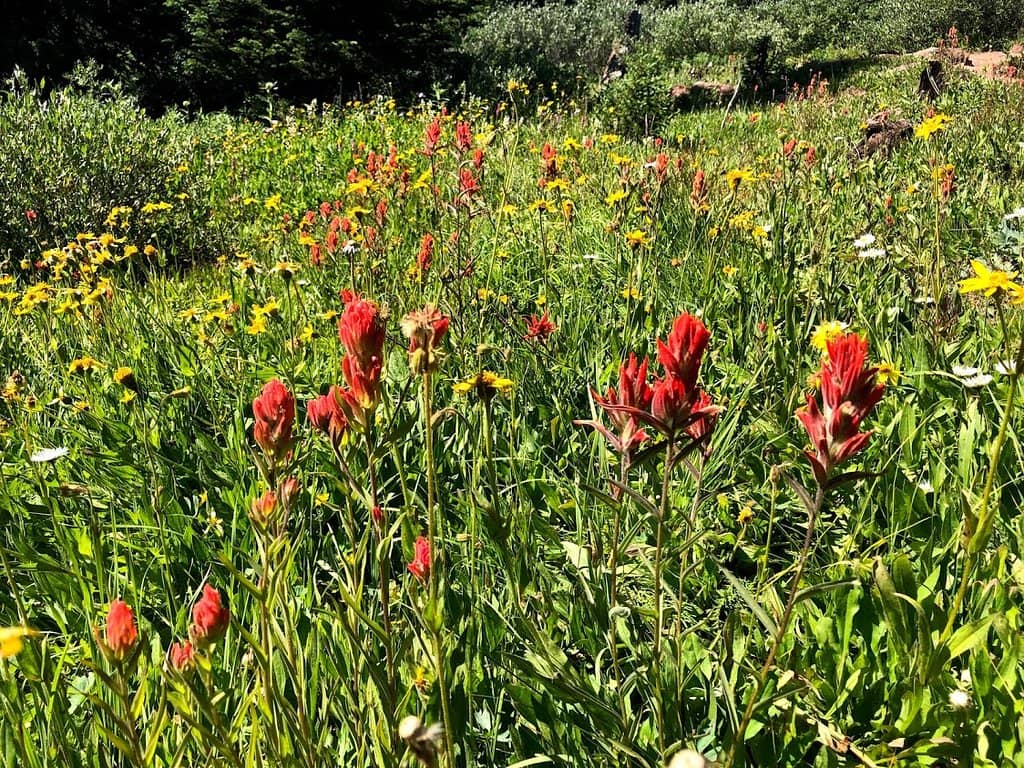 Vibrant Wildflower Meadows
