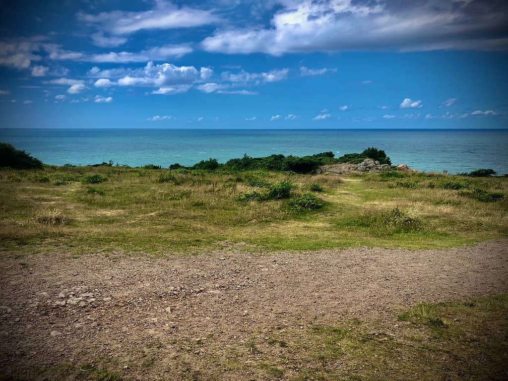 Wild Blackberry Bushes