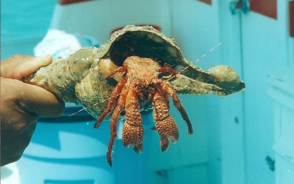 Marine Life Encounters