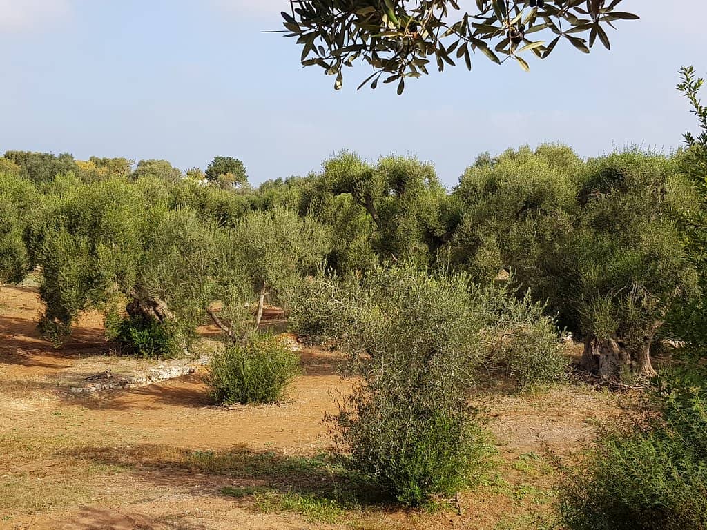 Rare Mediterranean Flora