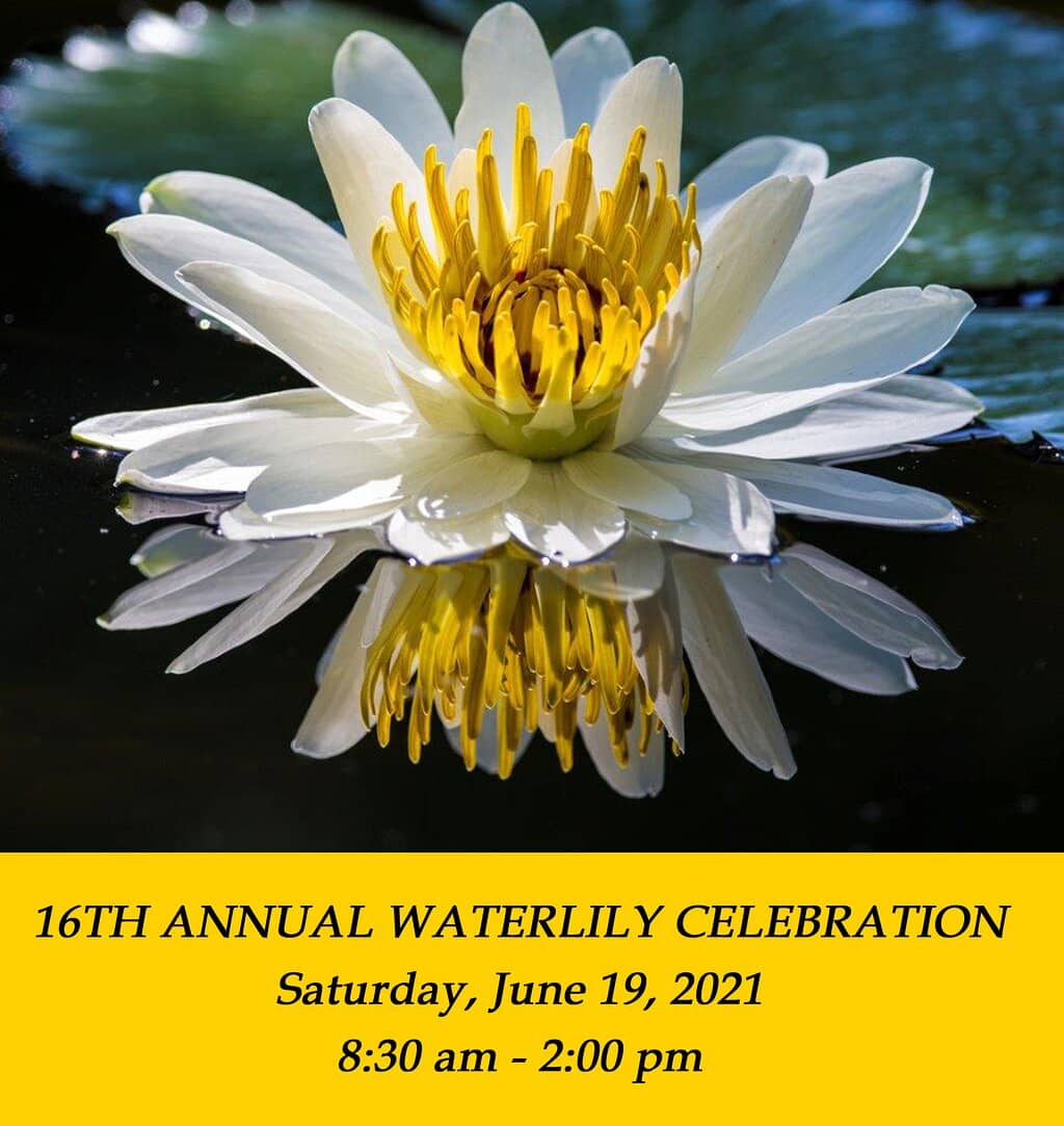 Water Lily Ponds