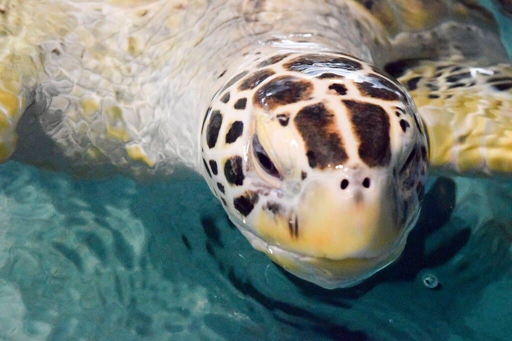 Green Sea Turtle